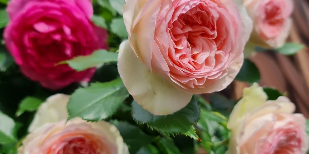 Какую плетистую розу стоит обязательно посадить? Несомненно эту