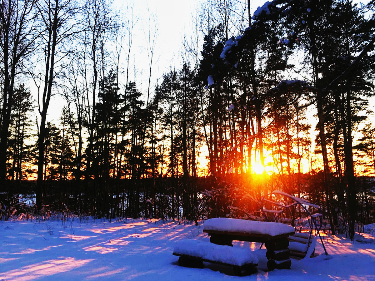 Тишина соснового бора.