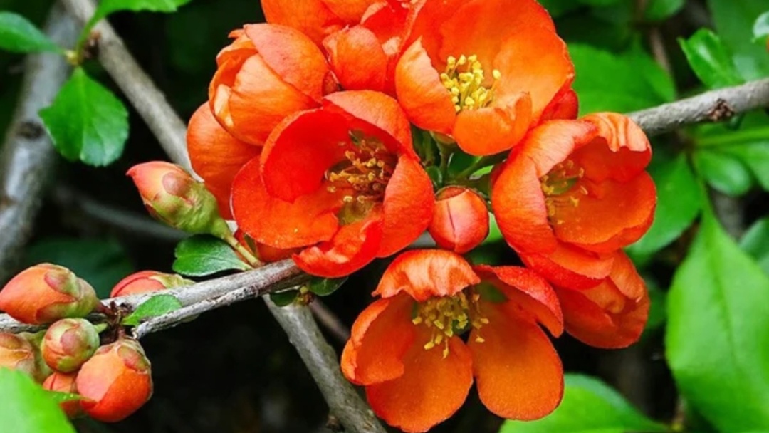 Есть сорта с разными оттенками цветов