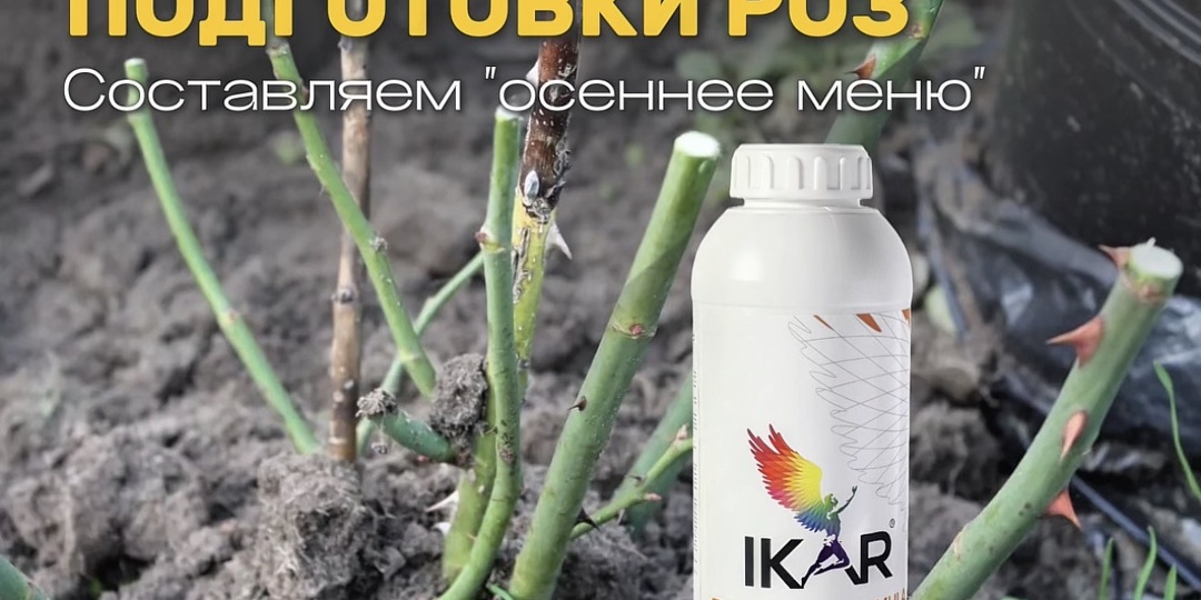 СЕКРЕТЫ ОСЕННЕЙ ПОДГОТОВКИ РОЗ. Составляем "осеннее меню"