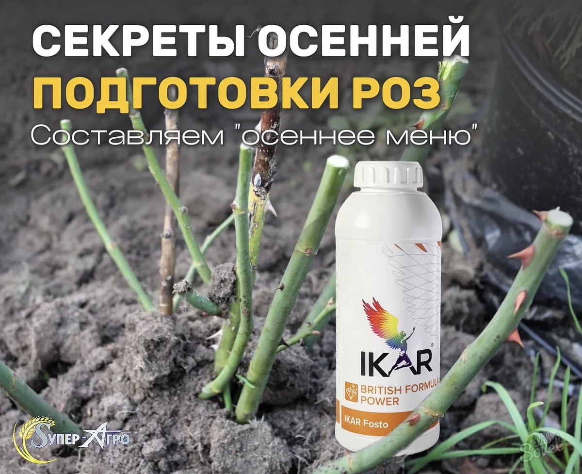 Осенняя подготовка роз