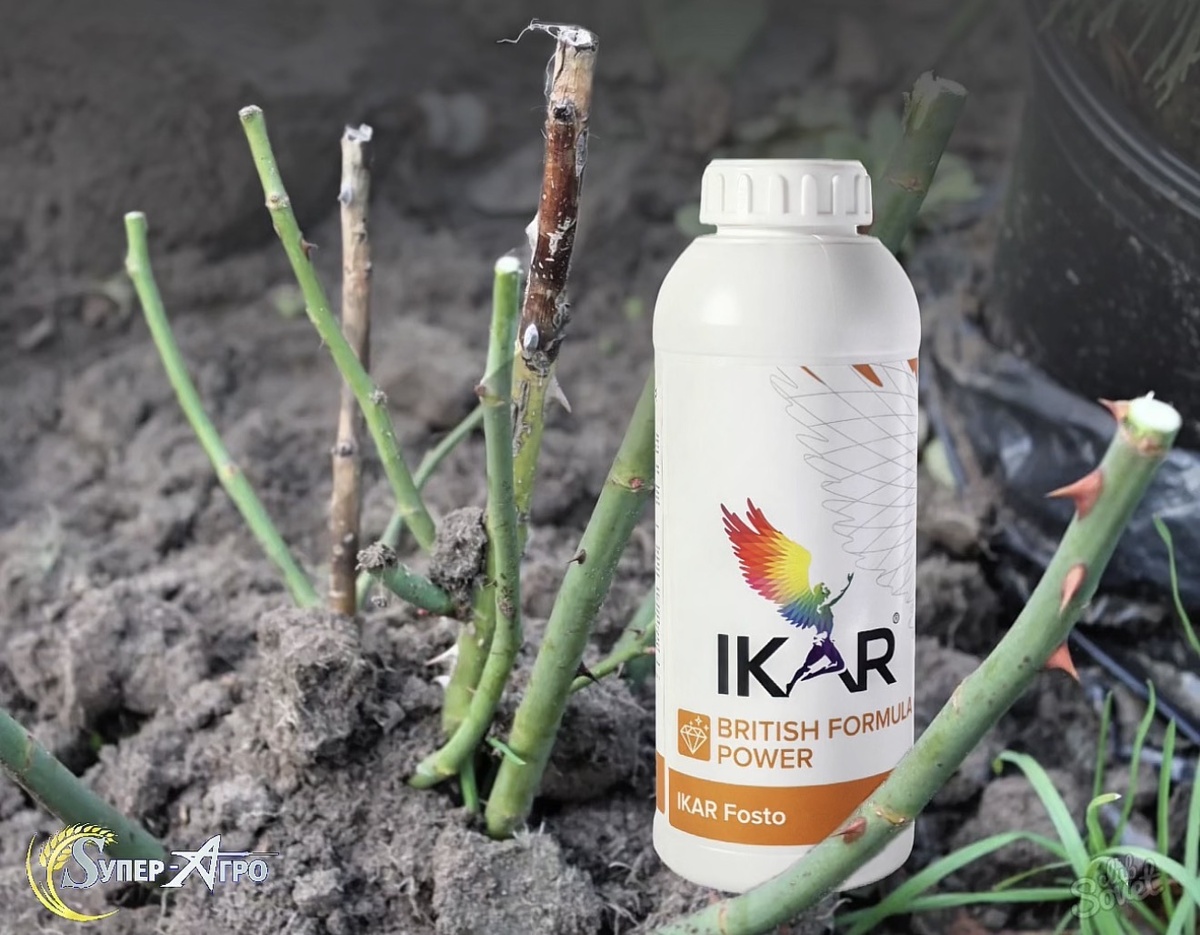 Икар Фосто для роз