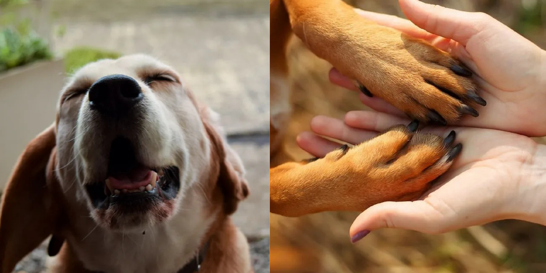 7 вещей, которые бесят вашу собаку, а вы даже не догадываетесь