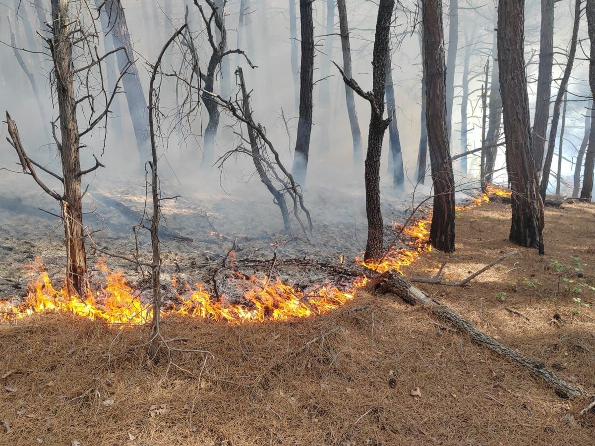    Фото: минприроды Кубани