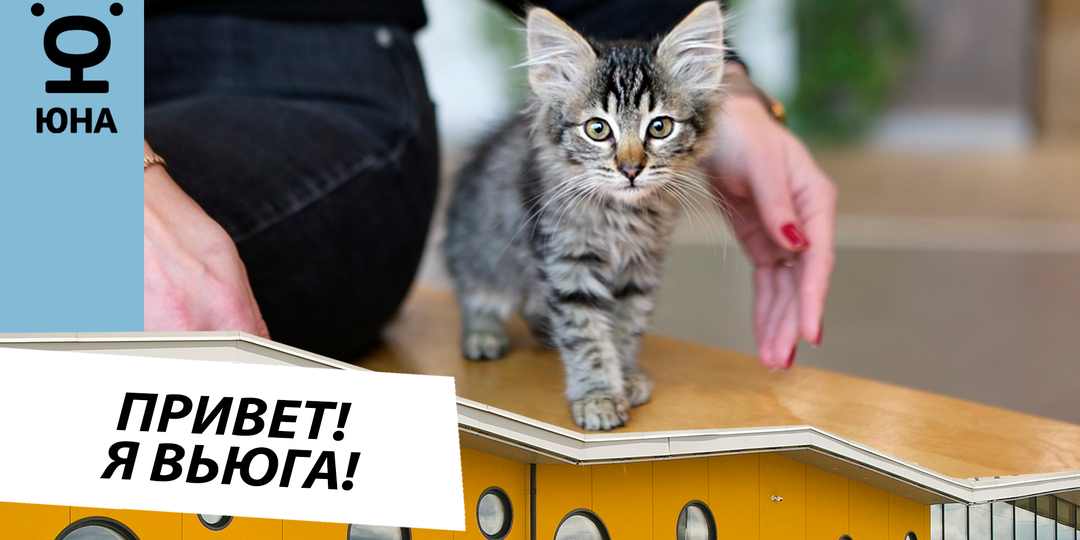 Вьюга: котенок с горячим сердцем ищет дом