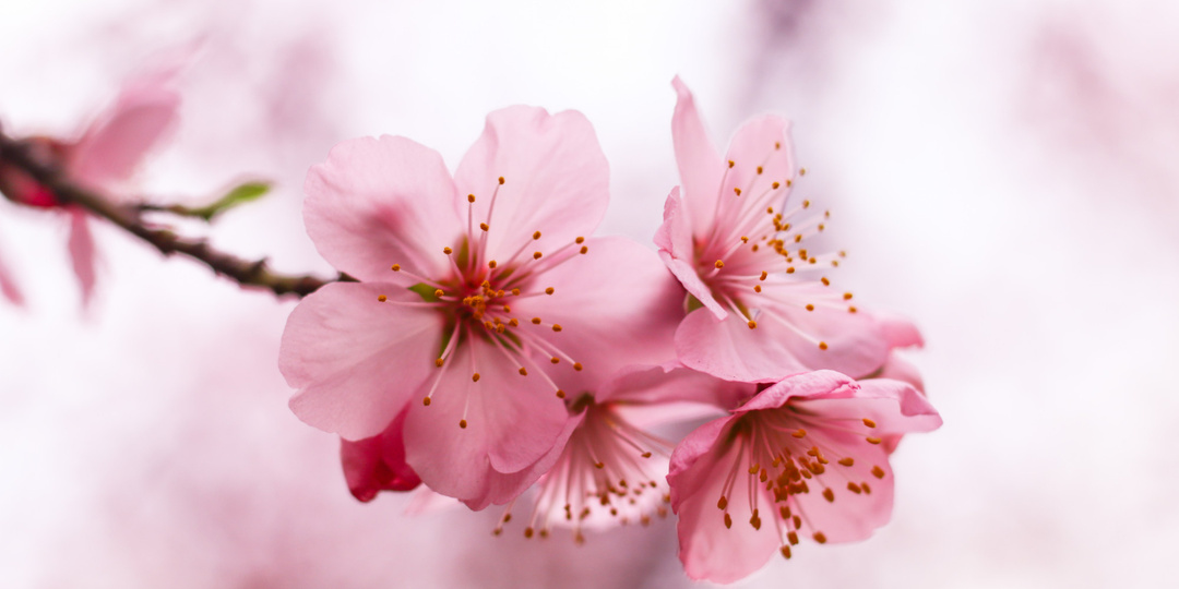 Жить в ритме природы: 72 японских сезона. Часть 1 (весна-лето)