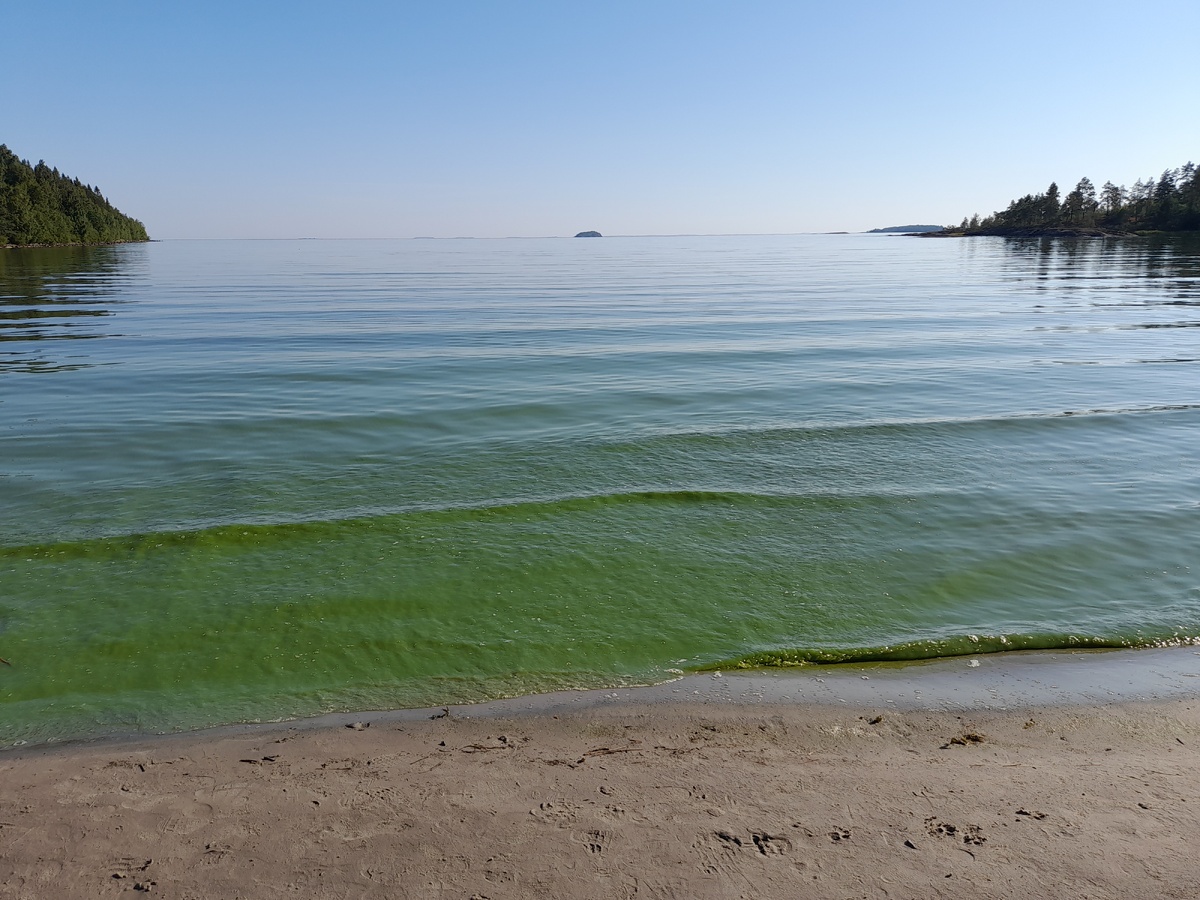 Ладога. Шхеры. Август. Зеленая вода. Температура +18-20 граудусов. ФОТО АВТОРА