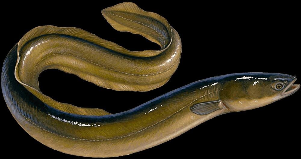 Взрослый угорь.