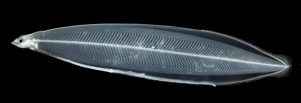 Лептоцефал.