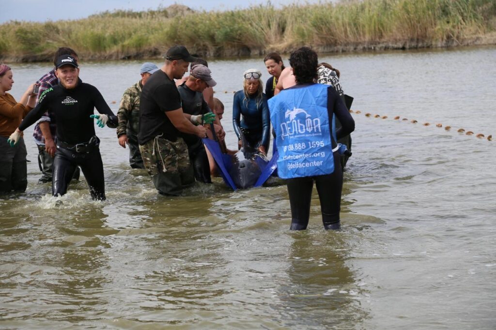 Фото из архивов Центра спасения дельфинов «Дельфа»
