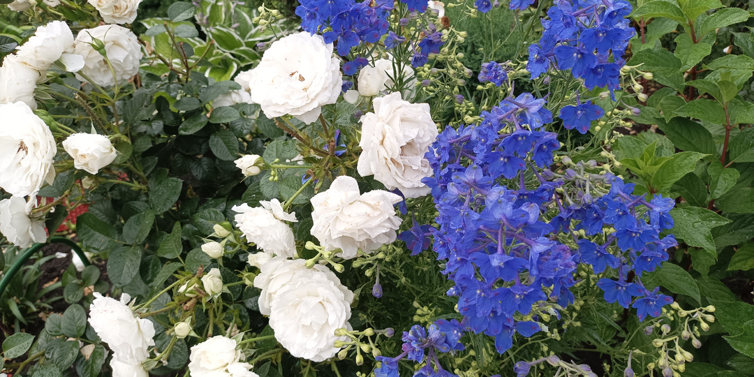 Любимые многолетники в цветниках с розами и не только