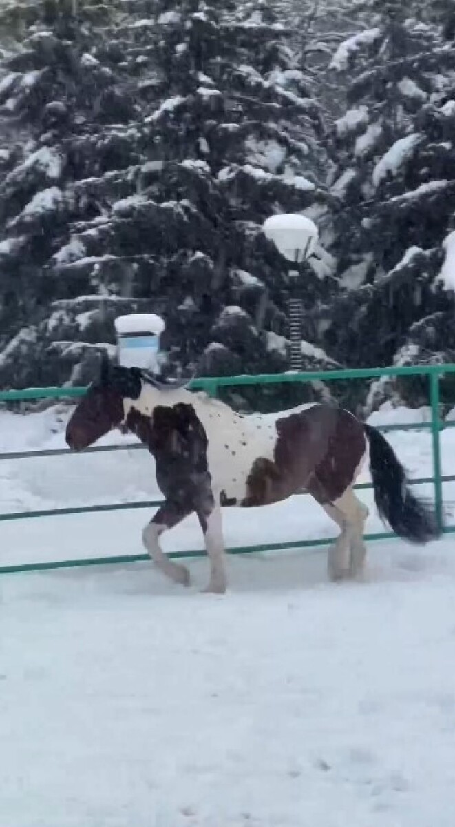    В Новосибирском зоопарке поселились благородный конь и троица пони. Источник: Новосибирский зоопарк