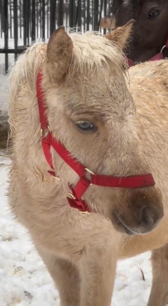    В Новосибирском зоопарке поселились благородный конь и троица пони. Источник: Новосибирский зоопарк