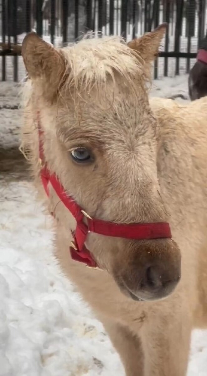    В Новосибирском зоопарке поселились благородный конь и троица пони. Источник: Новосибирский зоопарк