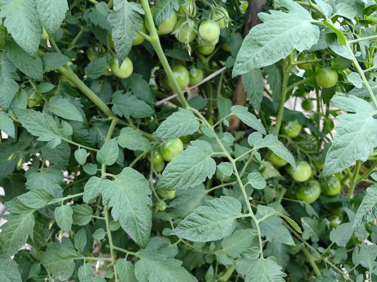 Томаты сорта  "Спрут -F1" в процессе роста. Фото Натальи Мироновой 