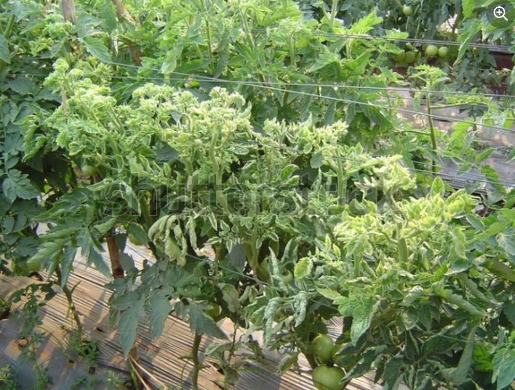 Фото 1, 2- вьющиеся томаты, фото из открытых источников 