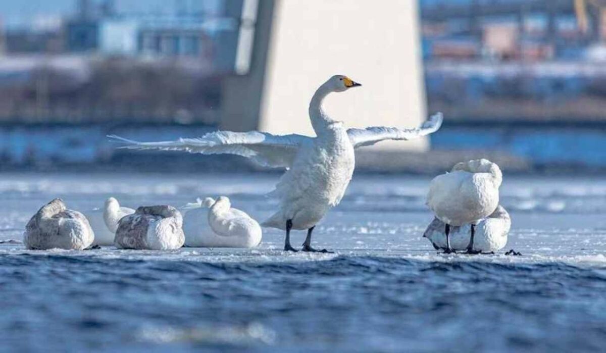     Лебеди. Источник: spb.kp.ru Автор фото: Катя Стрельникова/t.me/lakhtacenter