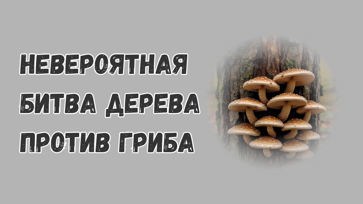Смертельная дуэль в лесу: Невероятная битва Дерева против Гриба за выживание