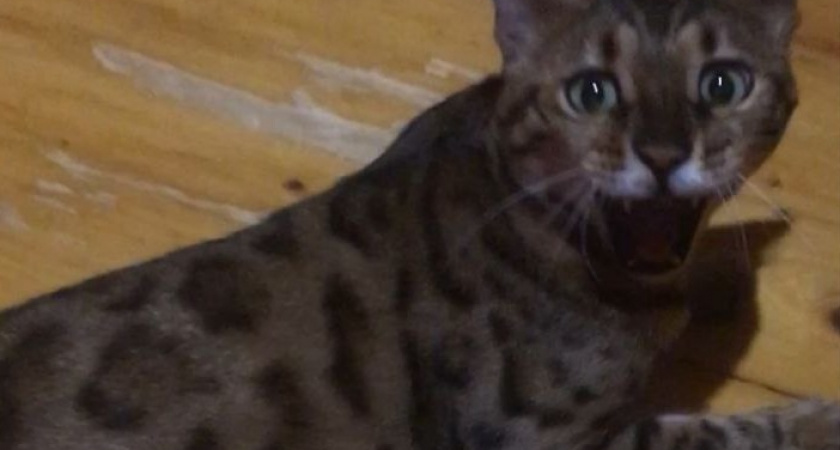    Чем нельзя кормить кошек зимой: смертельно опасные продукты, которые губят здоровье питомца. Сохраните, чтобы не жалеть