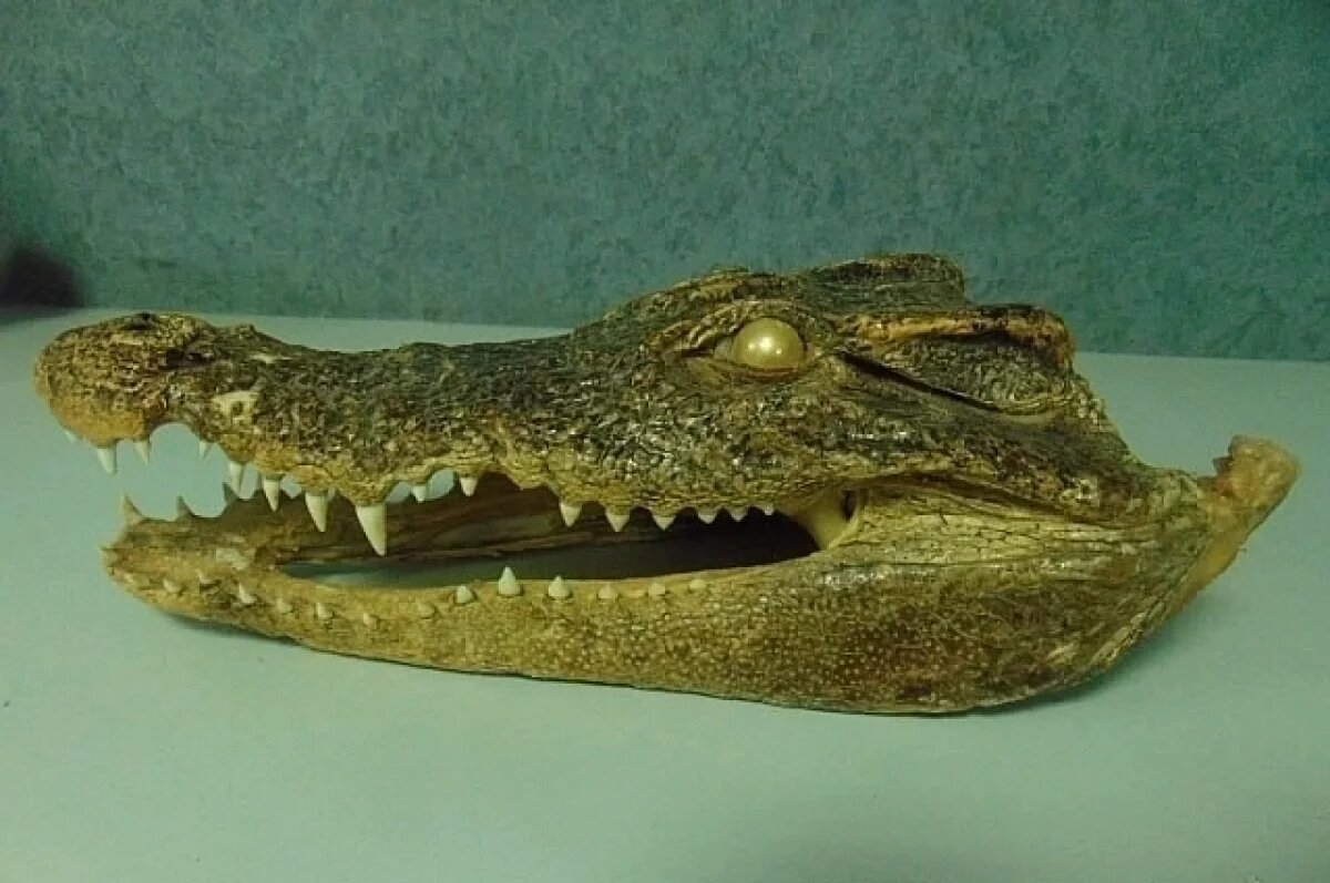    В уфимском аэропорту изъяли голову крокодила у туриста из Вьетнама