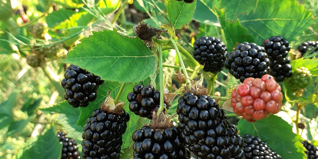 Сила и немощь ремонтантных сортов ежевики. Советы главного агронома