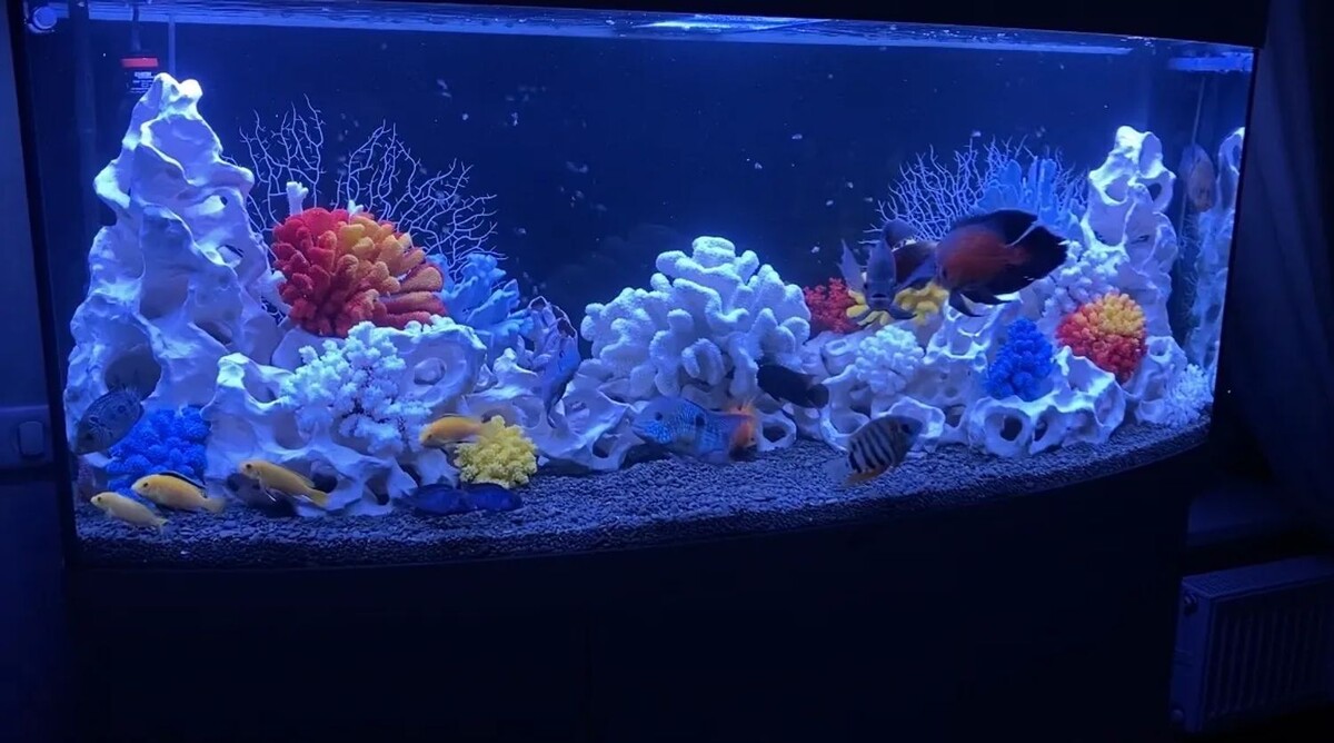 Аквариум Bio-cube - псевдоморе 