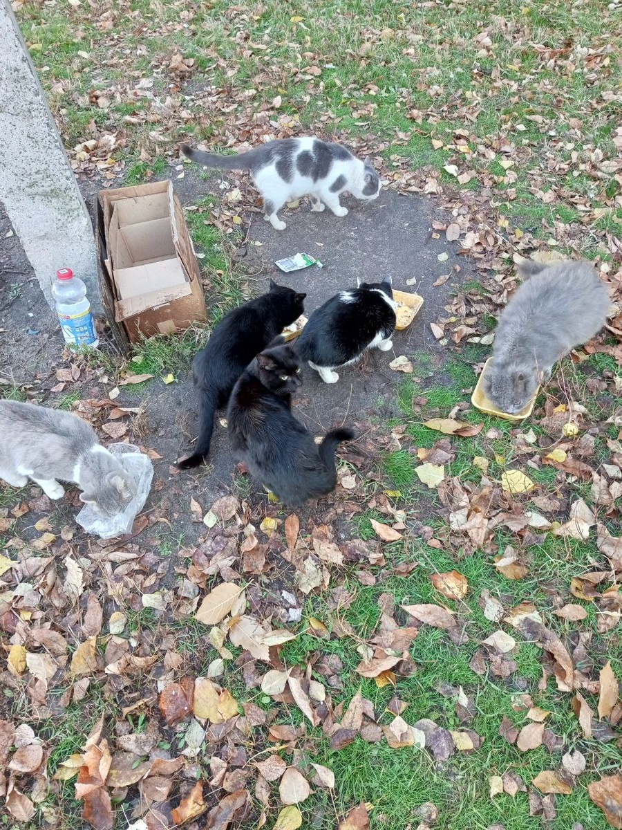 Справа налево: Серёнька,Чипс, Чубчик,Мурзик, Яблочкин (вверху), Жорик - там.