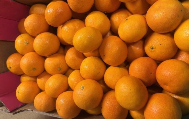    Фото: Северо-Западное межрегиональное управление Россельхознадзора