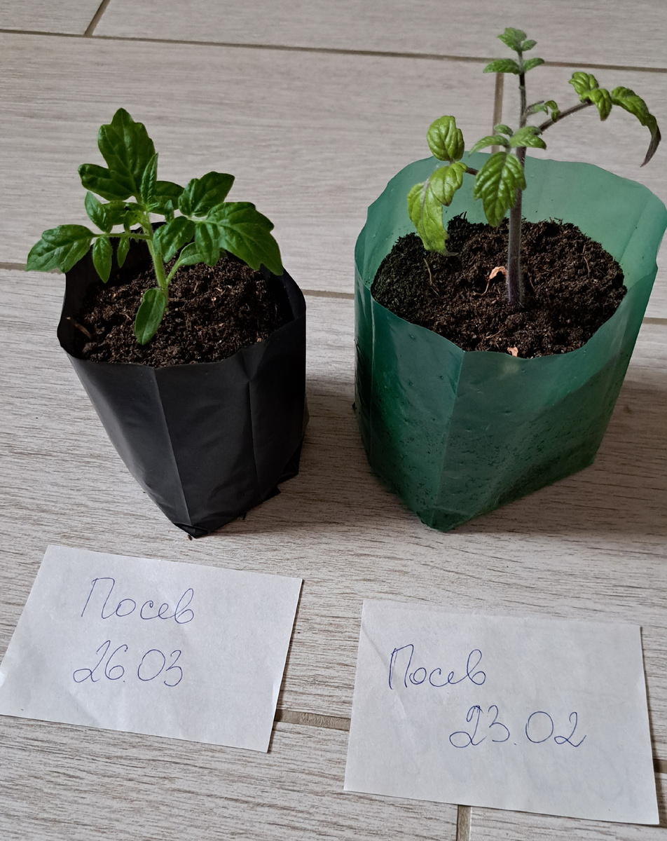 Томаты одного сорта посеяны с разницей в месяц