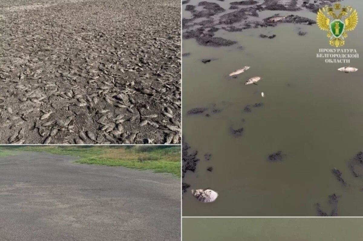    Белгородец возвёл дамбу, в результате чего погибло 3,2 тысячи карасей