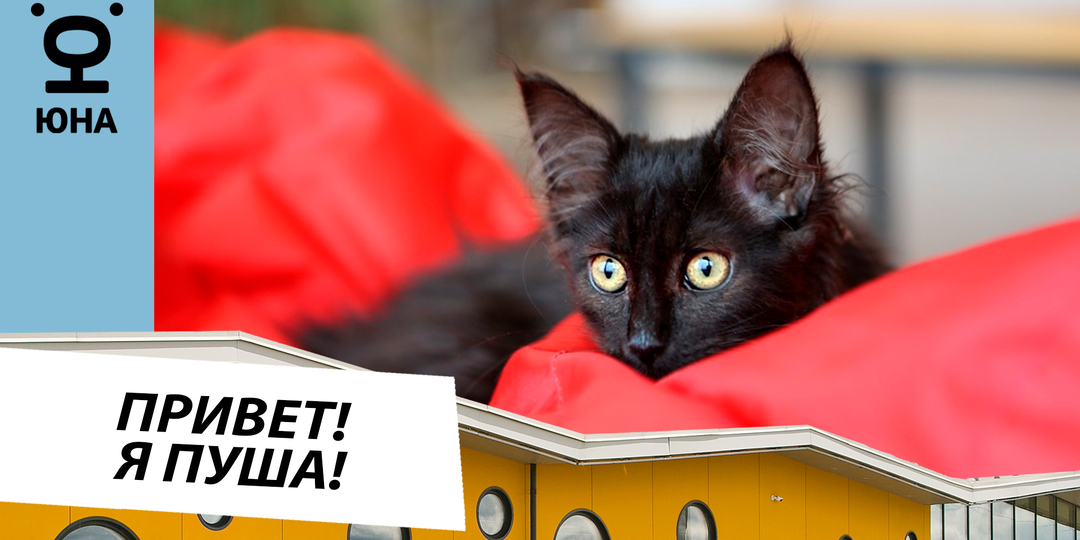 Пуша пушистый котенок ищет дом ☀️