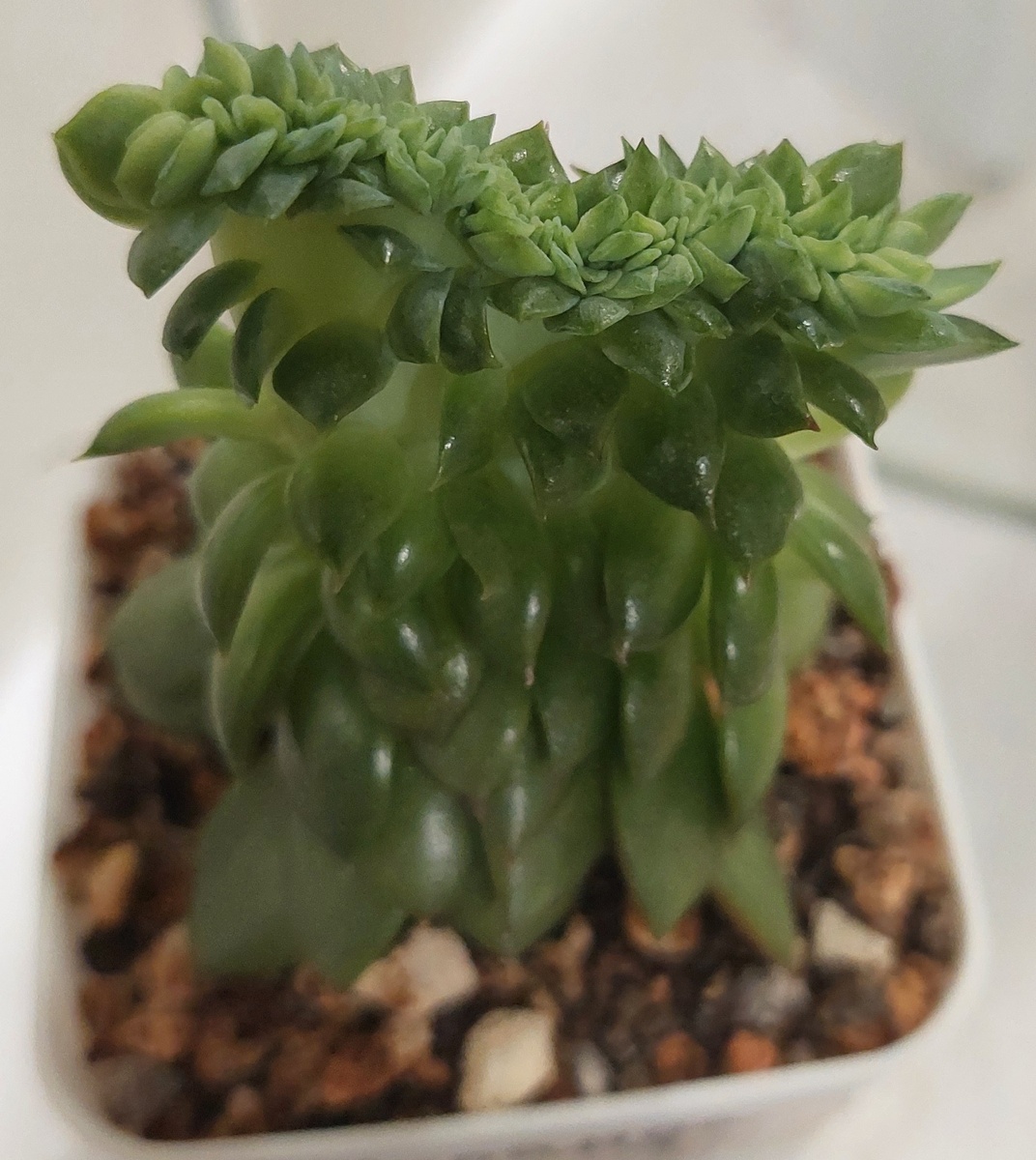 Кристатная эхеверия  