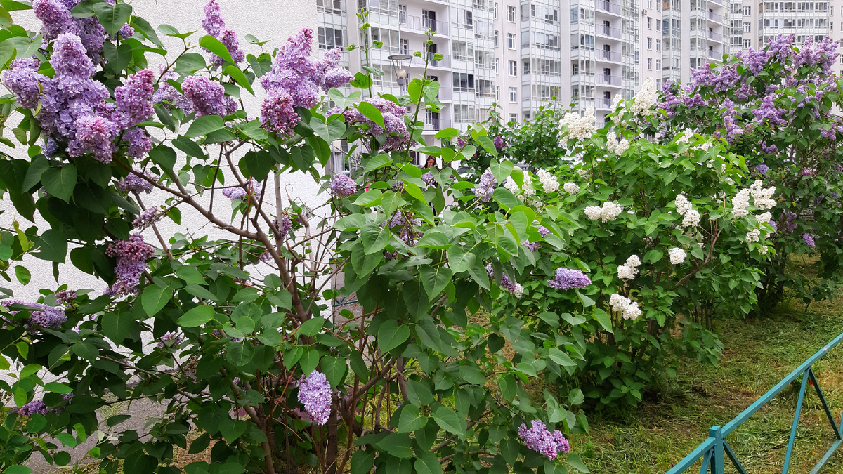 Сирень возле моего дома в Петербурге