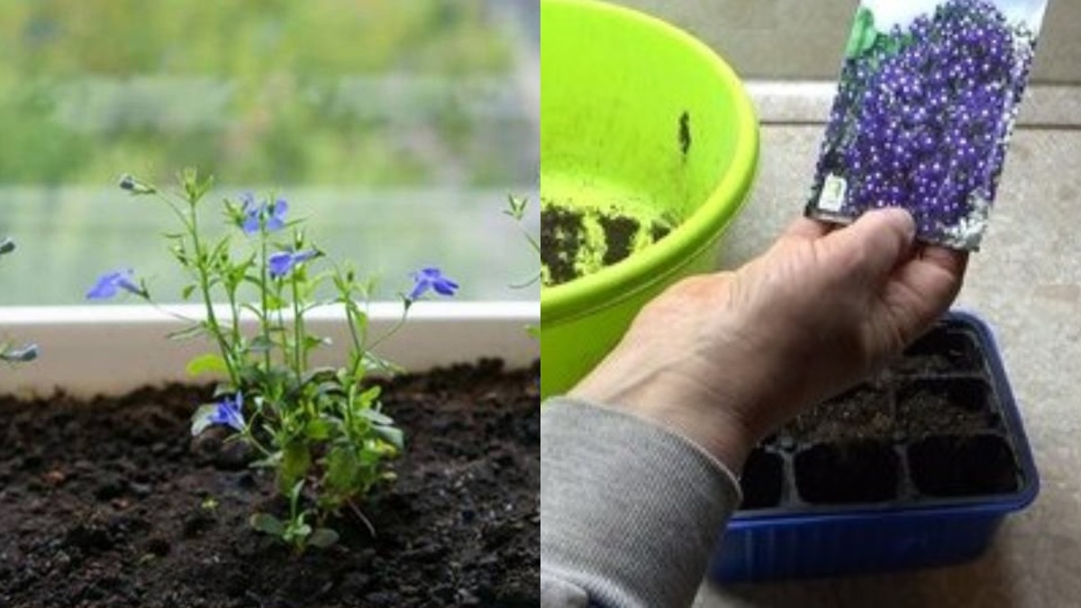 Точные сроки и температура - основа успеха