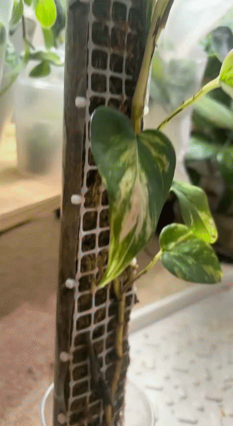 Золотистый эпримнум