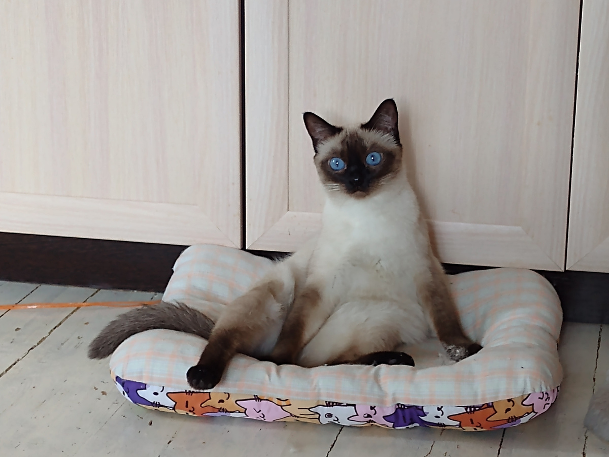 Да ну их, комментаторов, лучше посмотрите на меня, такую красивую