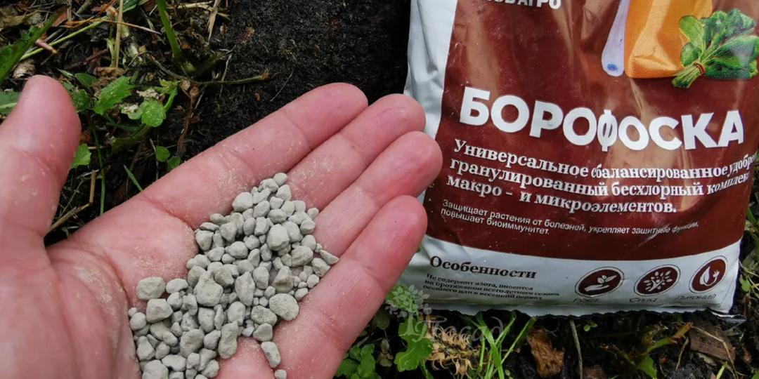 Где и как допустимо использовать борофоску