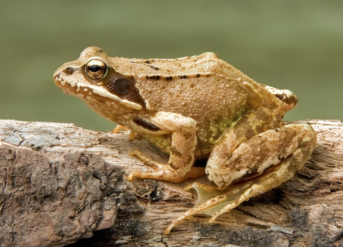    Травяная лягушка (Rana temporaria). Источник изображения: wikimedia.org