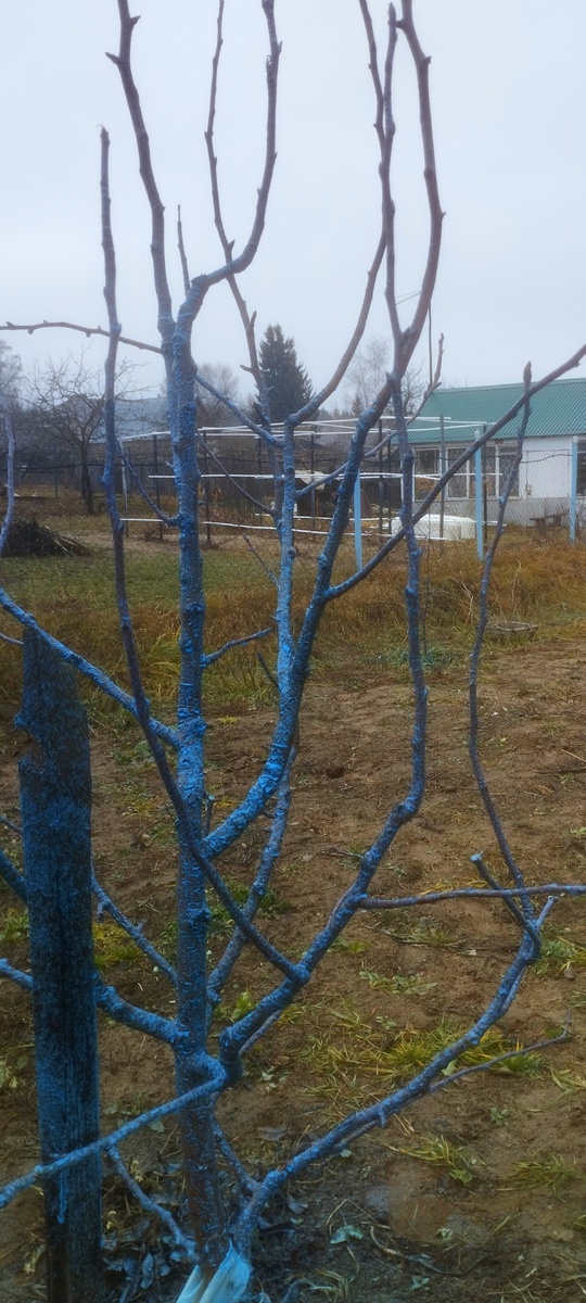 Груша в этом году болела ржавчиной. Удалось вылечить препаратами меди и противогрибковыми. Теперь у нас все деревья такие синие 😁.