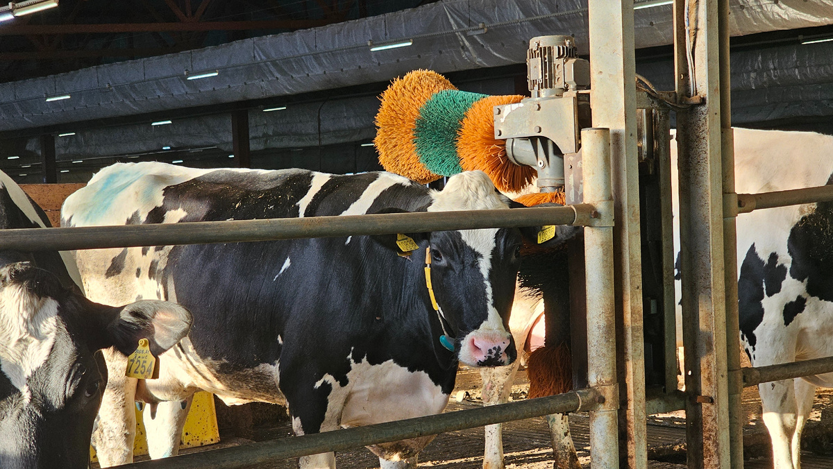 Автоматические щетки для коров