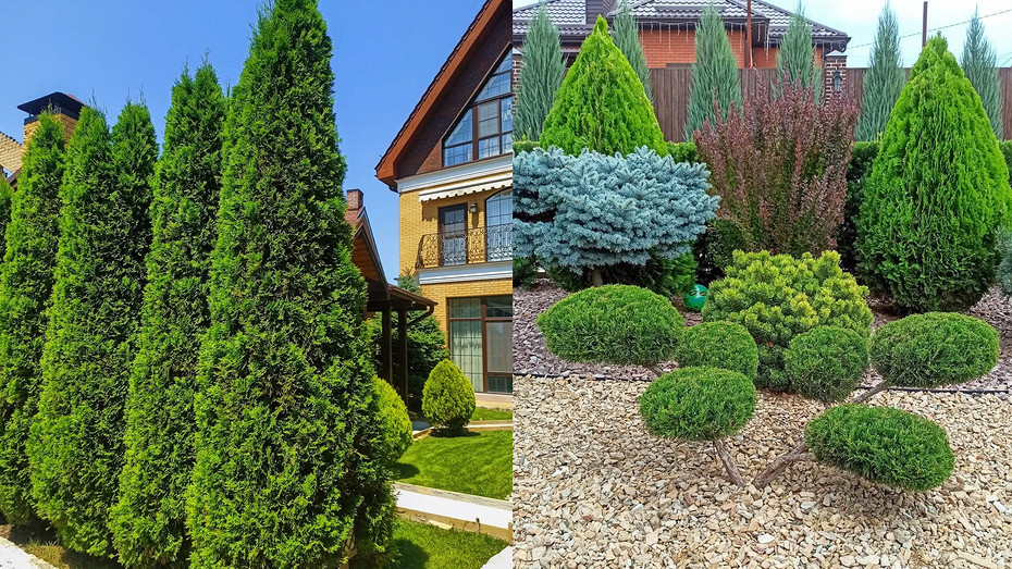 Туи в ландшафтном дизайне: как их расположить и с чем сочетать (64 фото)