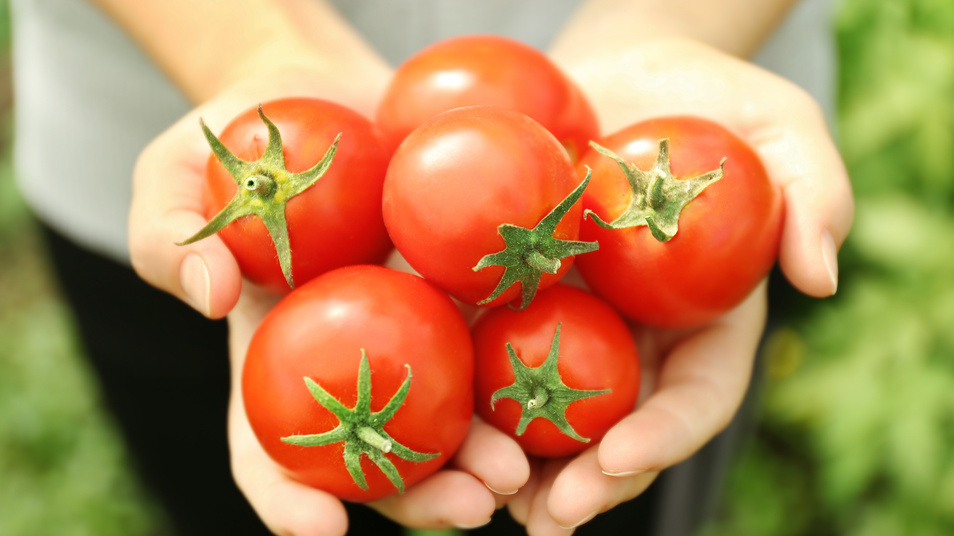 Хороший урожай закладывается не весной, а зимой.