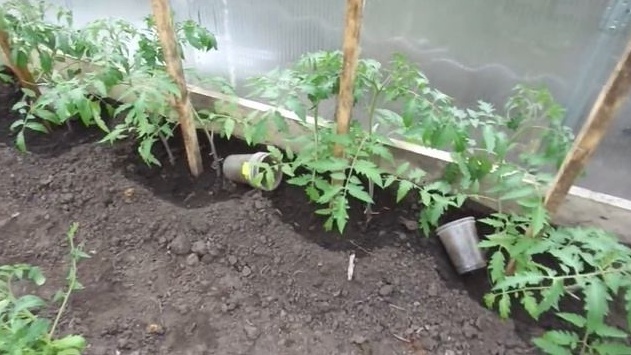 Два куста в лунке размещаю на расстоянии 20-25 сантиметров