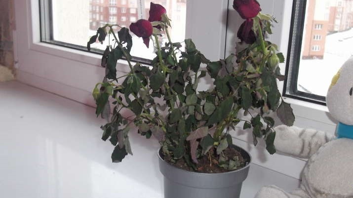 Магазинная роза сбрасывает листья зимой. Останавливаю листопад за 48 часов