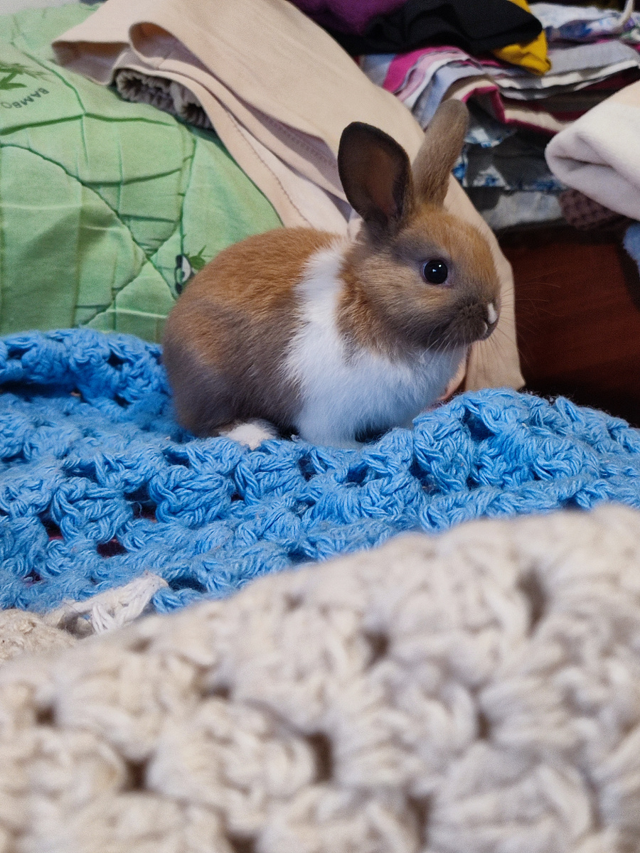 Дочь купила кролика. Теперь мы снова с шерстью😜 