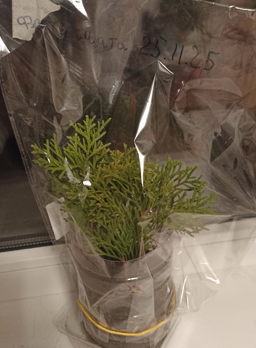 Вот они заветные 5 черенков туи Фастигиата. 