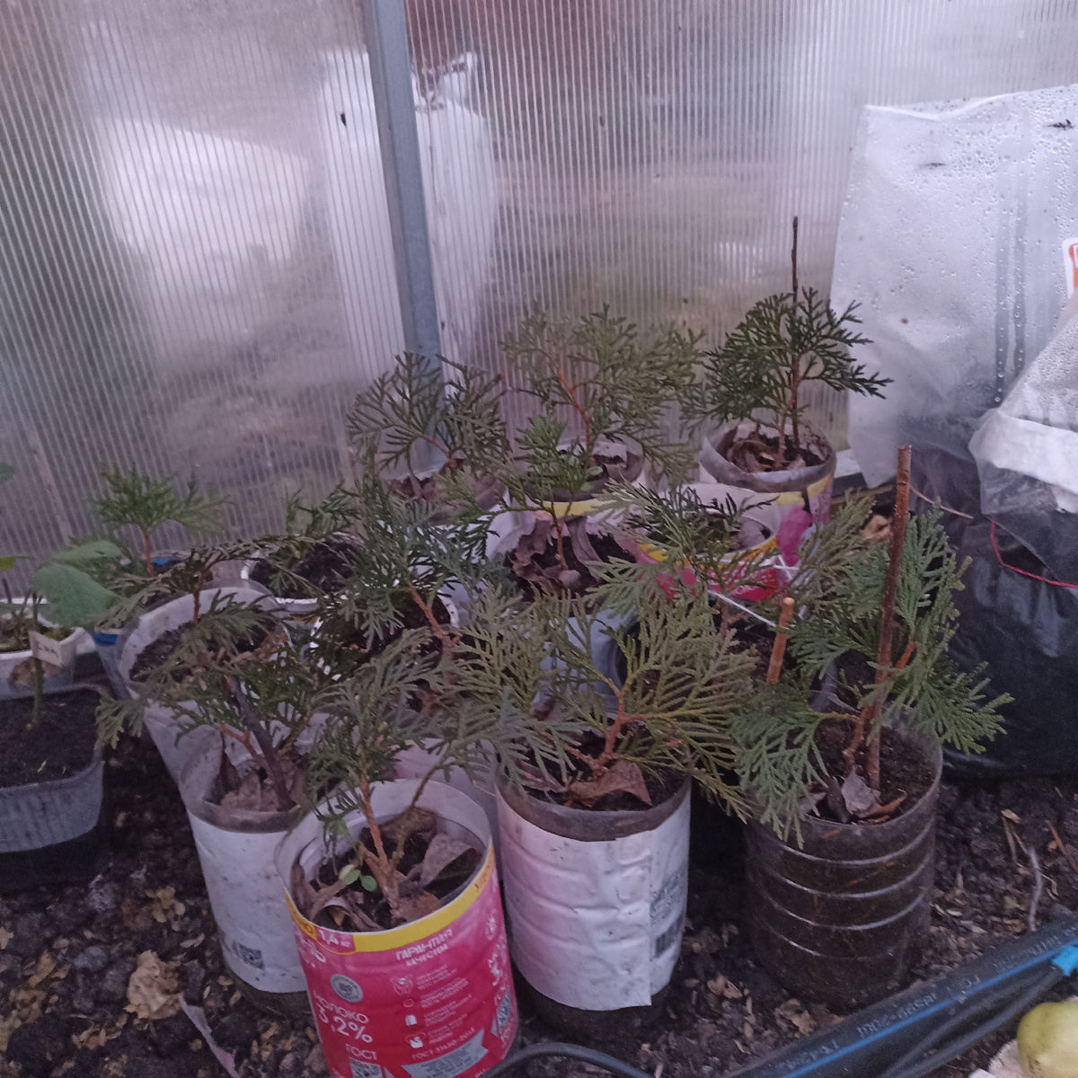 Самый удачный мой опыт укоренения, примерно из 18-20 черенков получить 15 саженцев, я считаю отличный результат. Первый год будут зимовать в теплице. 