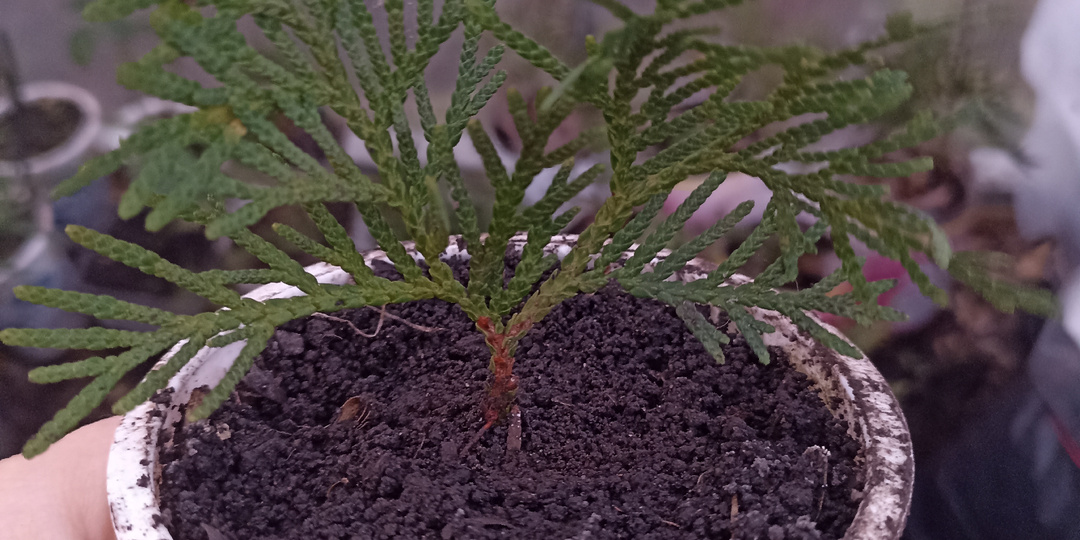 Зима... скукота... Укореняю туи - развлекаюсь как могу 😁