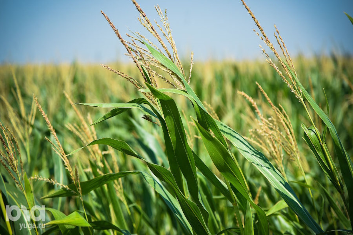    Фото: Елена Синеок, источник: yuga.ru