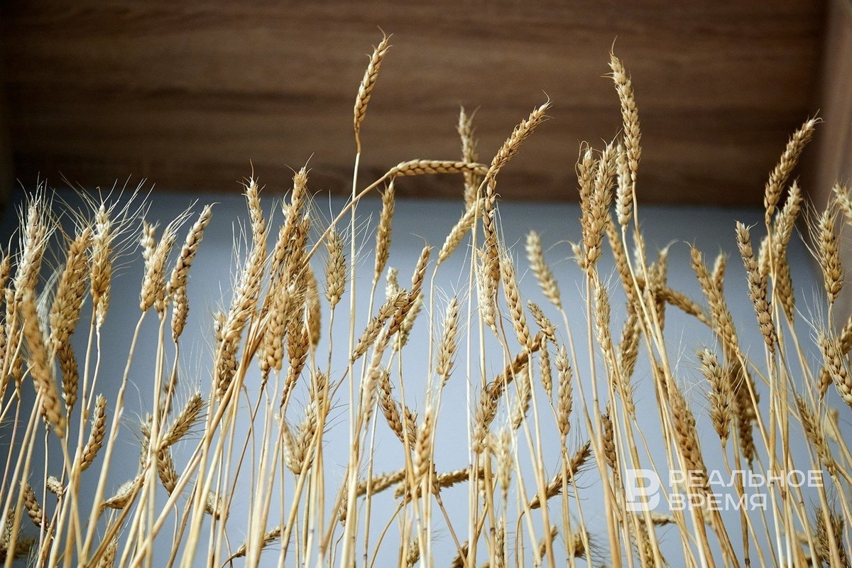   Динар Фатыхов / realnoevremya.ru